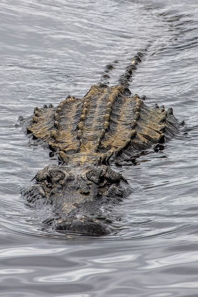 Looney, Hollice 아티스트의 USA-Florida-Sarasota-An Alligator at Myakka River State Park작품입니다.